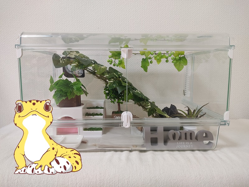 レオパ初心者】ヒョウモントカゲモドキ飼育ケージ紹介（グラス 